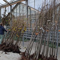 Klimabaum-Bestellung – Letzte Woche! © Stadt Pforzheim, Photo: Stadt Pforzheim Klimabaum-Bestellung – Letzte Woche!