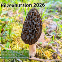 Pilze gibt es viele - Pilzexkursionen