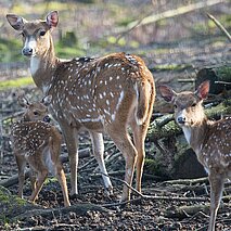 Zwei Rehkitze mit Mutter im Wald - copyright:Frank Banowski