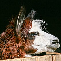 Guanako im Stall - copyright:Stadt Pforzheim