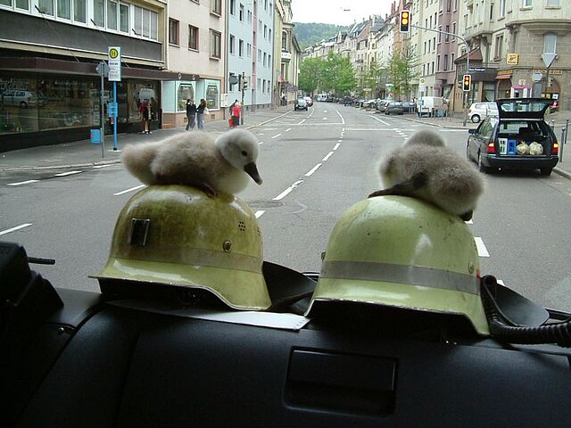 Symbolbild: Feuerwehralltag | Tierrettung