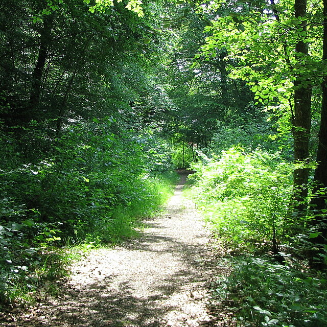 Waldwege Waldwege