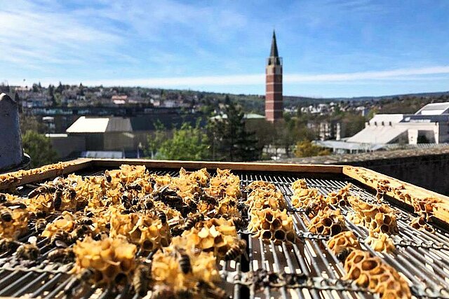 Bienenvolk