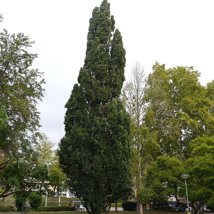 - copyright:Stadt Pforzheim
