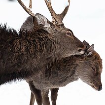 Hirsch putzt Hirschkuh, Schnee - copyright:Stadt Pforzheim