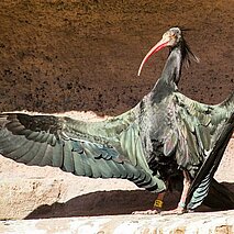 Waldrapp mit ausgebreiteten Flügeln - copyright:Stadt Pforzheim