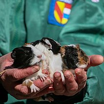 Meerschweinchenjunge in den Händen eines Wildparkmitarbeiters - copyright:Stadt Pforzheim
