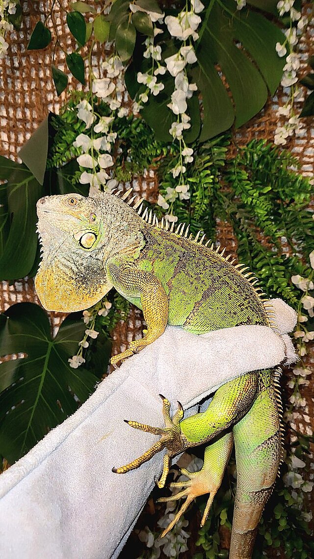 Leguan