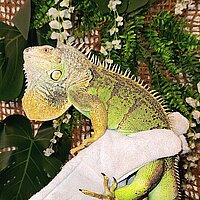 Leguan