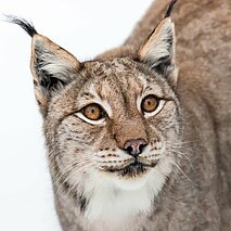 Luchs in Nahaufnahme von vorne, Wildpark - copyright:Stadt Pforzheim