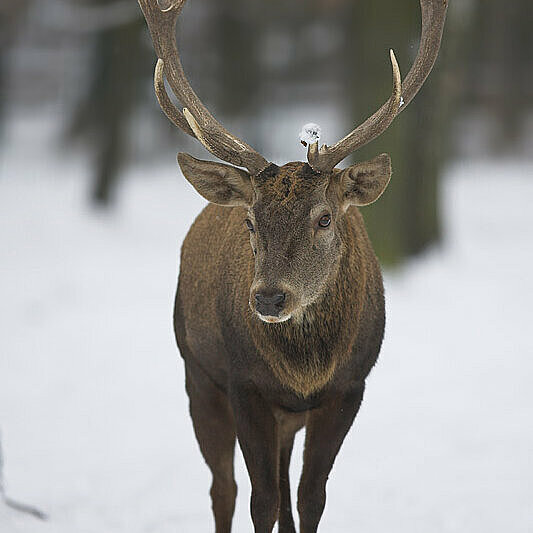 Rothirsch - copyright:Markus Zindl