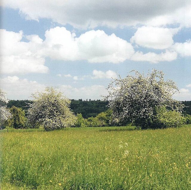 Obstbäume