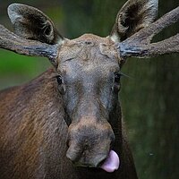 Elch mit großem Geweih und herausgestreckter Zunge