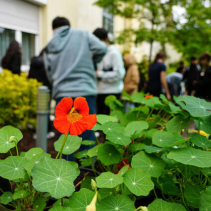 Rote Blume - copyright:Stadt Pforzheim