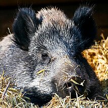 Ein Wildschein liegt im Stroh - copyright:Stadt Pforzheim