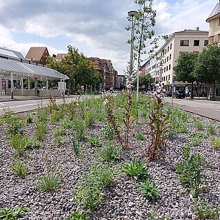 Bild einer Staudenbepflanzung in der Zerrennerstraße - copyright:Stadt Pforzheim