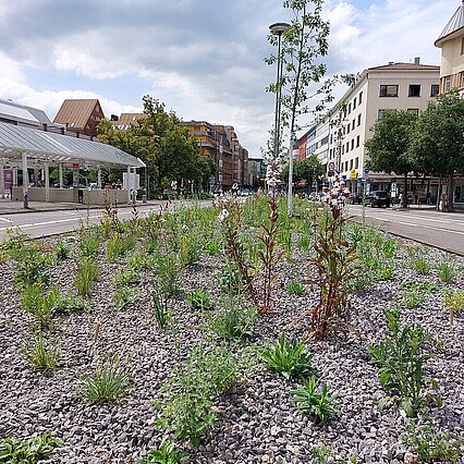 Bild einer Staudenbepflanzung in der Zerrennerstraße - copyright:Stadt Pforzheim