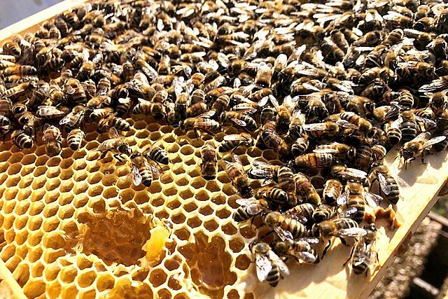 Bienenwaben