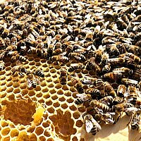 Fleißige Bienchen im Wildpark © Stadt Pforzheim, Photo: stp Fleißige Bienchen im Wildpark