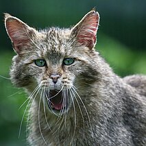 Gähnende Wildkatze im Wildpark - copyright:Stadt Pforzheim