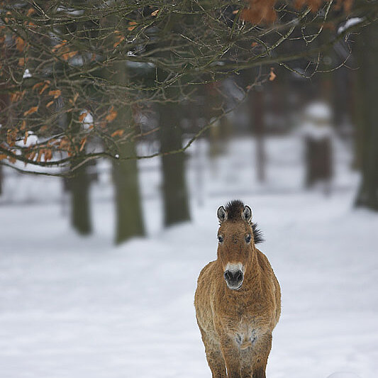prezewalski