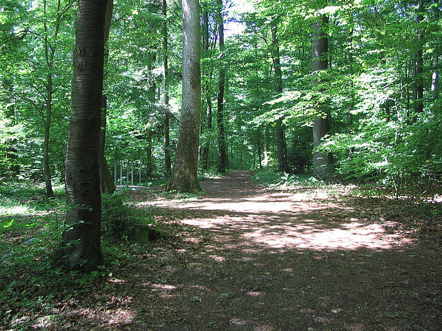 Weg im Mai-kei Bild: sonniger Waldweg ©Karola Keitel