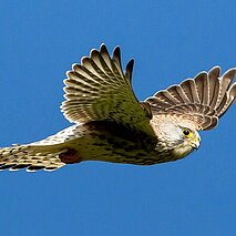 Fliegender Falke - copyright:Stadt Pforzheim