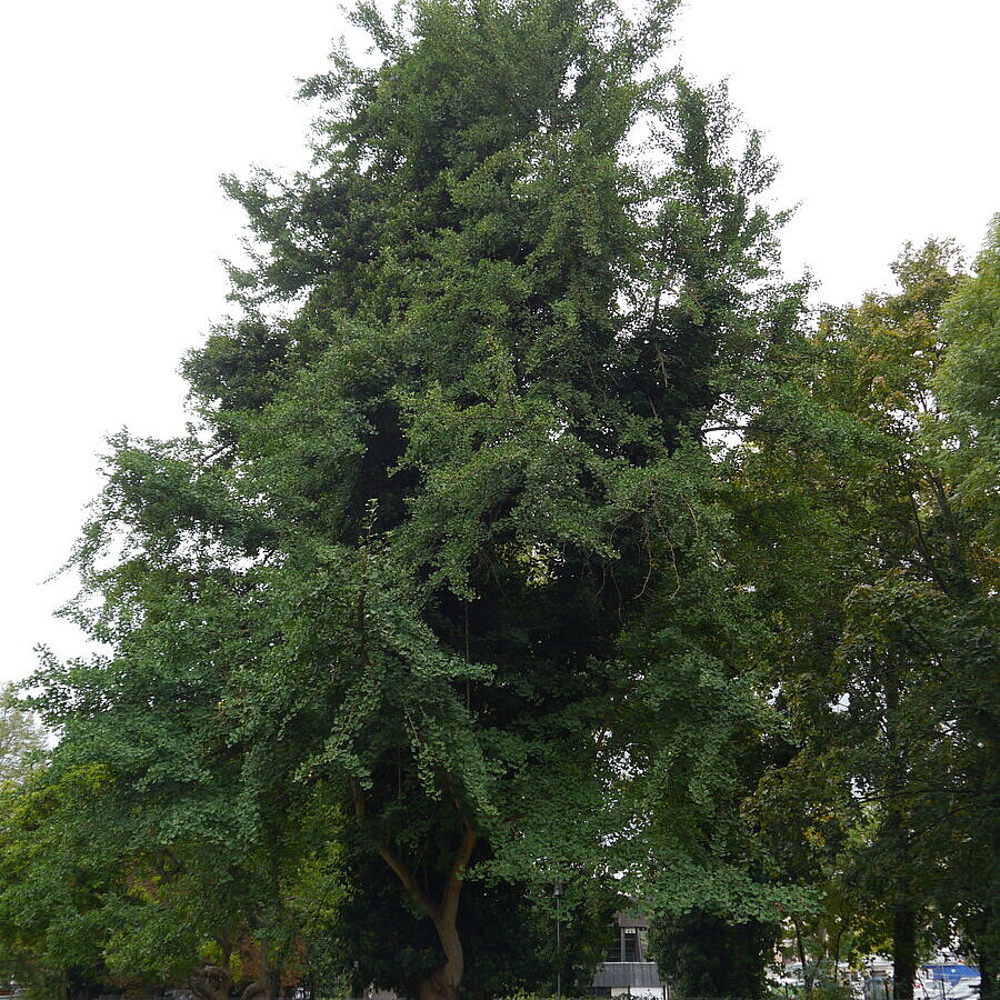  - copyright:Stadt Pforzheim
