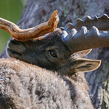 Steinbock reibt sich an einem Ast - copyright:Stadt Pforzheim