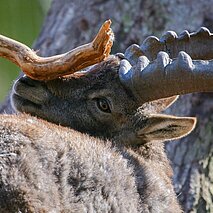 Steinbock reibt sich an einem Ast - copyright:Stadt Pforzheim