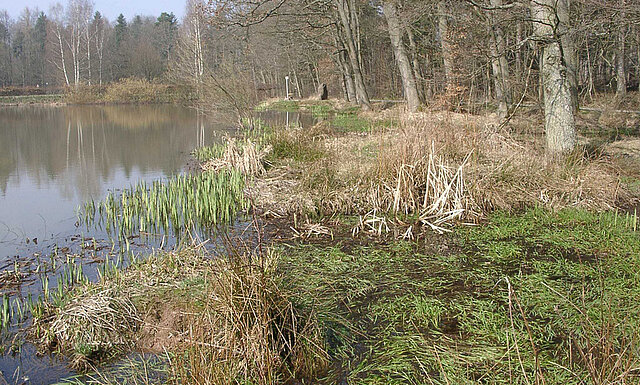 Bild: Laichgewässer Springfrosch ©Matthias Hilligardt