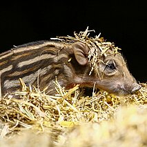 Ein Frischling im Stroh - copyright:Stadt Pforzheim