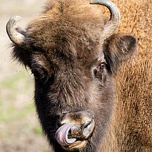 Wisent mit ausgestreckter Zunge - copyright:Stadt Pforzheim