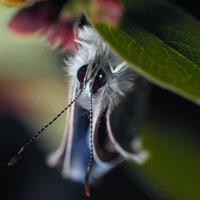 Insekten - Helden im Verborgenen Kinderkino