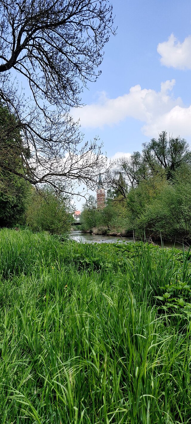 grüne Wiese mit Fluss und Stadtkirche im Hintergrund