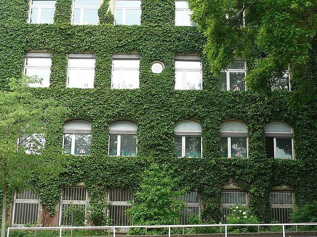 Fassadenbegrünung Pforzheim