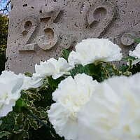 Weiße Rosen