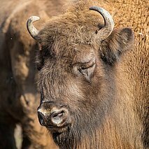 Dösendes Wisent im Wildpark - copyright:Frank Banowski