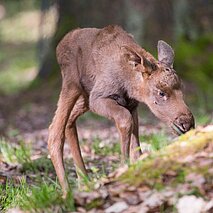 Elchkalb auf Erkundungstour - copyright:Stadt Pforzheim