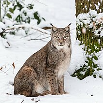 Luchs sitzend im Schnee, Wildpark Pforzheim - copyright:Stadt Pforzheim