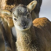 Wildpark Pforzheim: Mufflon - copyright:Markus Zindl