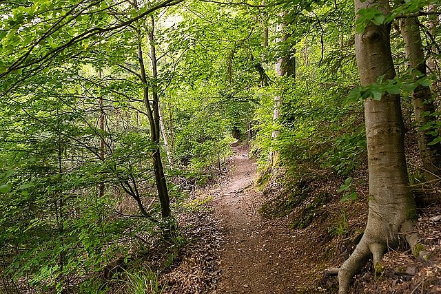 Auf den Spuren der Wölfe - tolle Waldpfade in Hohenwart - Foto: Pierre Johne