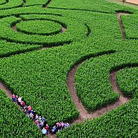 Maislabyrinth Eutingen 2026