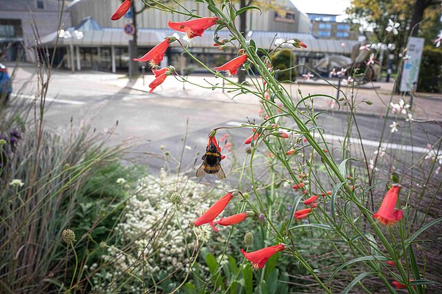 Rote Blumen, auf denen eine Hummel sitzt. Im Hintergrund ist eine Straße zu sehen.
