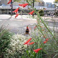 Rote Blumen, auf denen eine Hummel sitzt. Im Hintergrund ist eine Straße zu sehen.