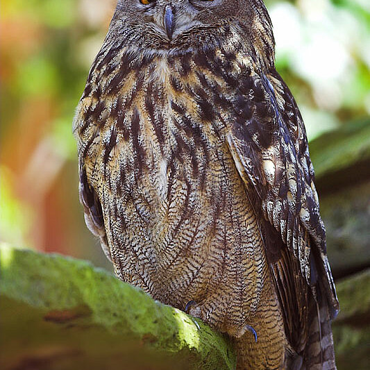 Vögel - copyright:Markus Zindl
