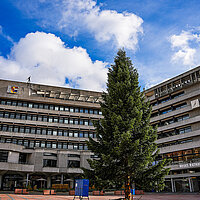 Weihnachtsbaum auf dem Marktplatz