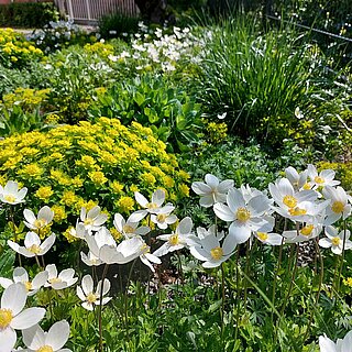 Bild von Frühlingsstauden - copyright:Stadt Pforzheim