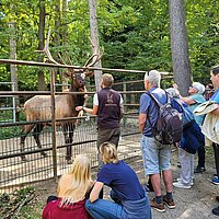 Ein Hirsch steht in einem Gehege, davor steht ein Tierpfleger mit einer Gruppe Besucher.
