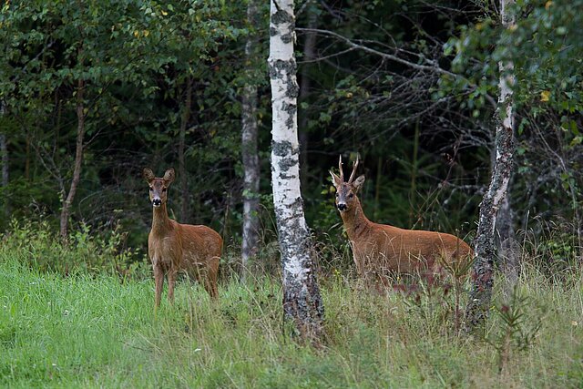 Zwei Rehe im Wald